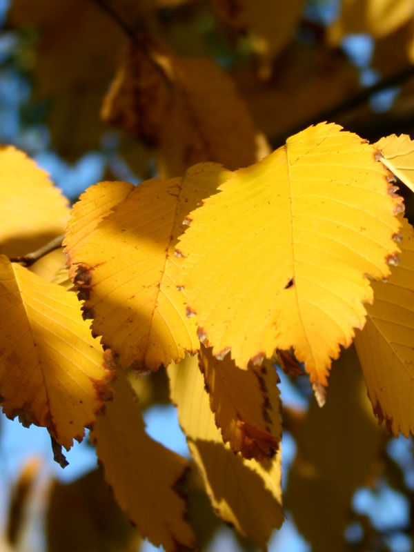 Ulmus americana Princeton / Elm