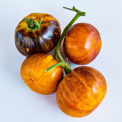 Tomato - Alice's Dream