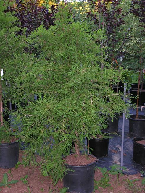 Taxodium distichum / Baldcypress