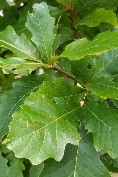 Quercus bicolor / Swamp White Oak