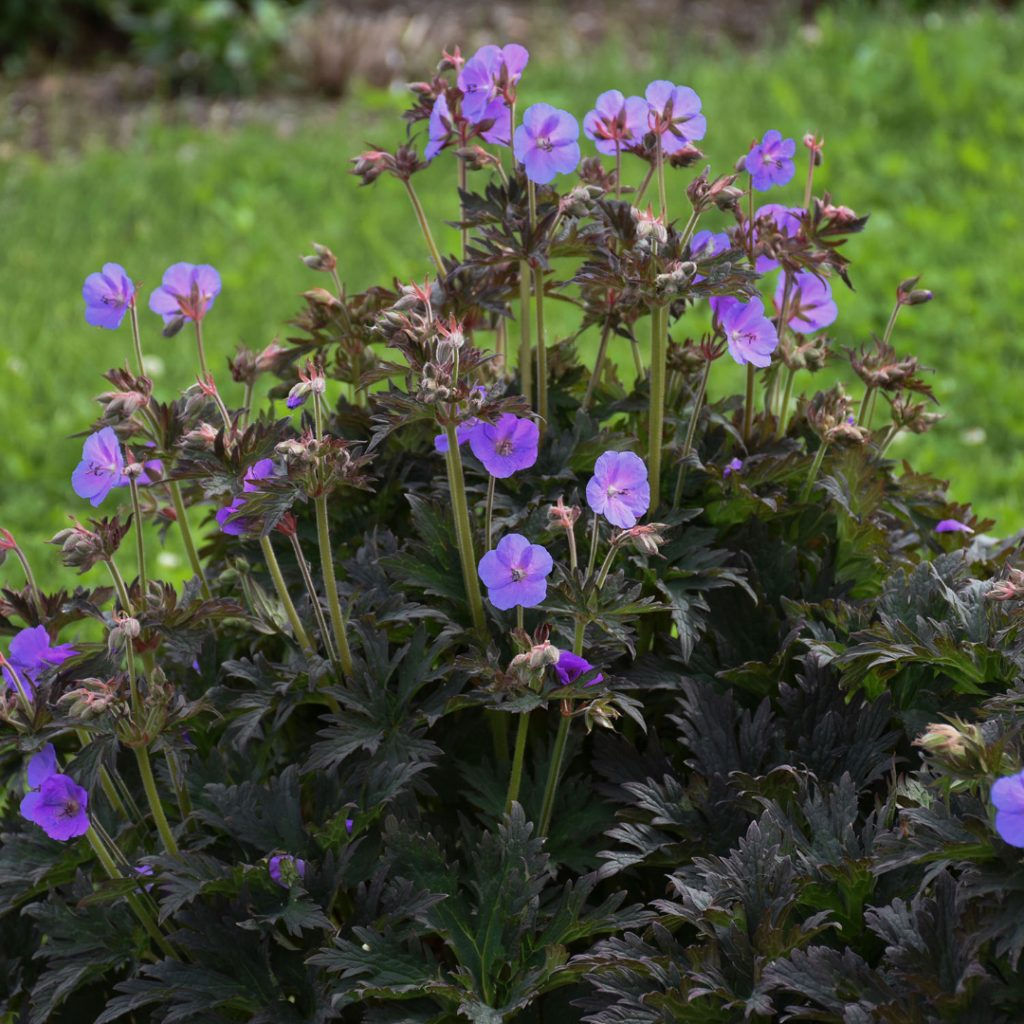 Geranium p. Boom Chocolatta