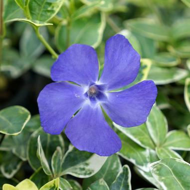 Vinca m. Ralph Shugert