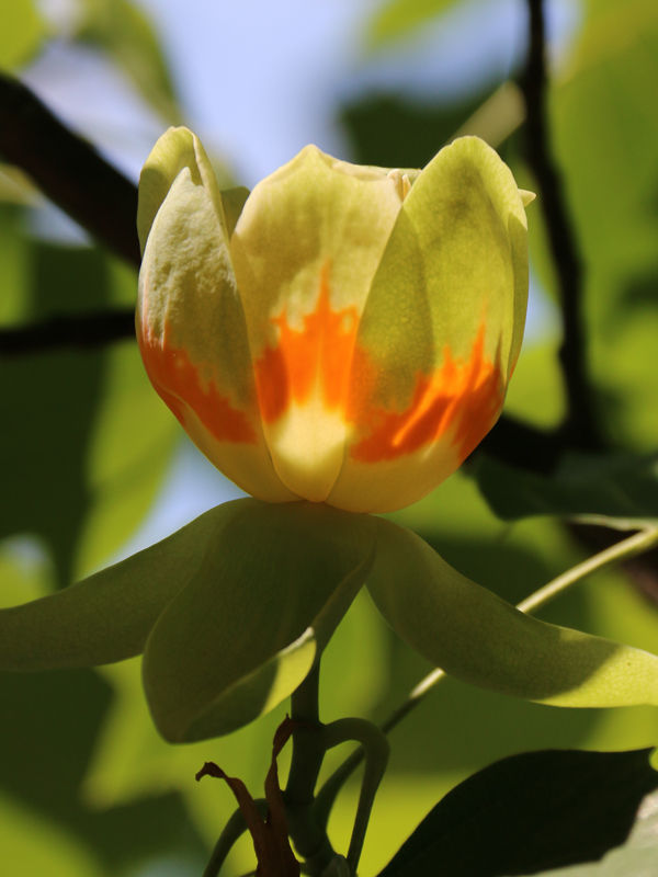 Thumbnail: Liriodendron tulipifera Emerald City / Tuliptree
