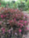 Weigela Shining Sensation