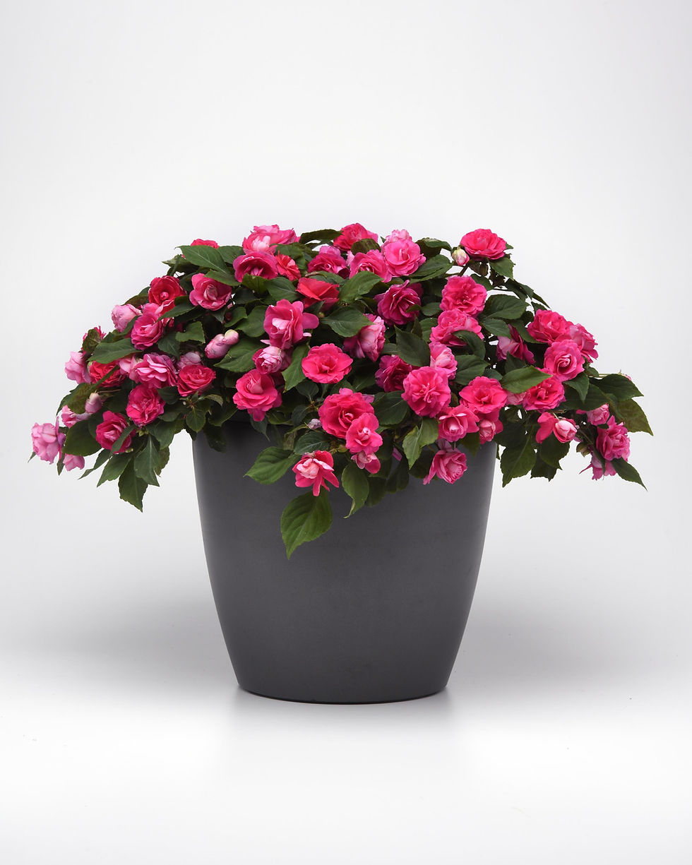 Thumbnail: Impatiens Glimmer Series