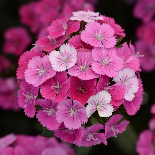 Dianthus Jolt Pink Magic