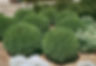 Buxus Green Gem