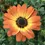 Thumbnail: Osteospermum Margarita Series (African Daisy)