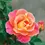 Thumbnail: Fruity Petals™ Climbing Rose