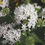 Thumbnail: Pentas Butterfly White