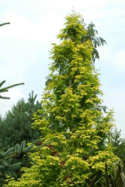 Metasequoia g. Gold Rush / Dawn Redwood