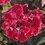 Thumbnail: Regal Geranium