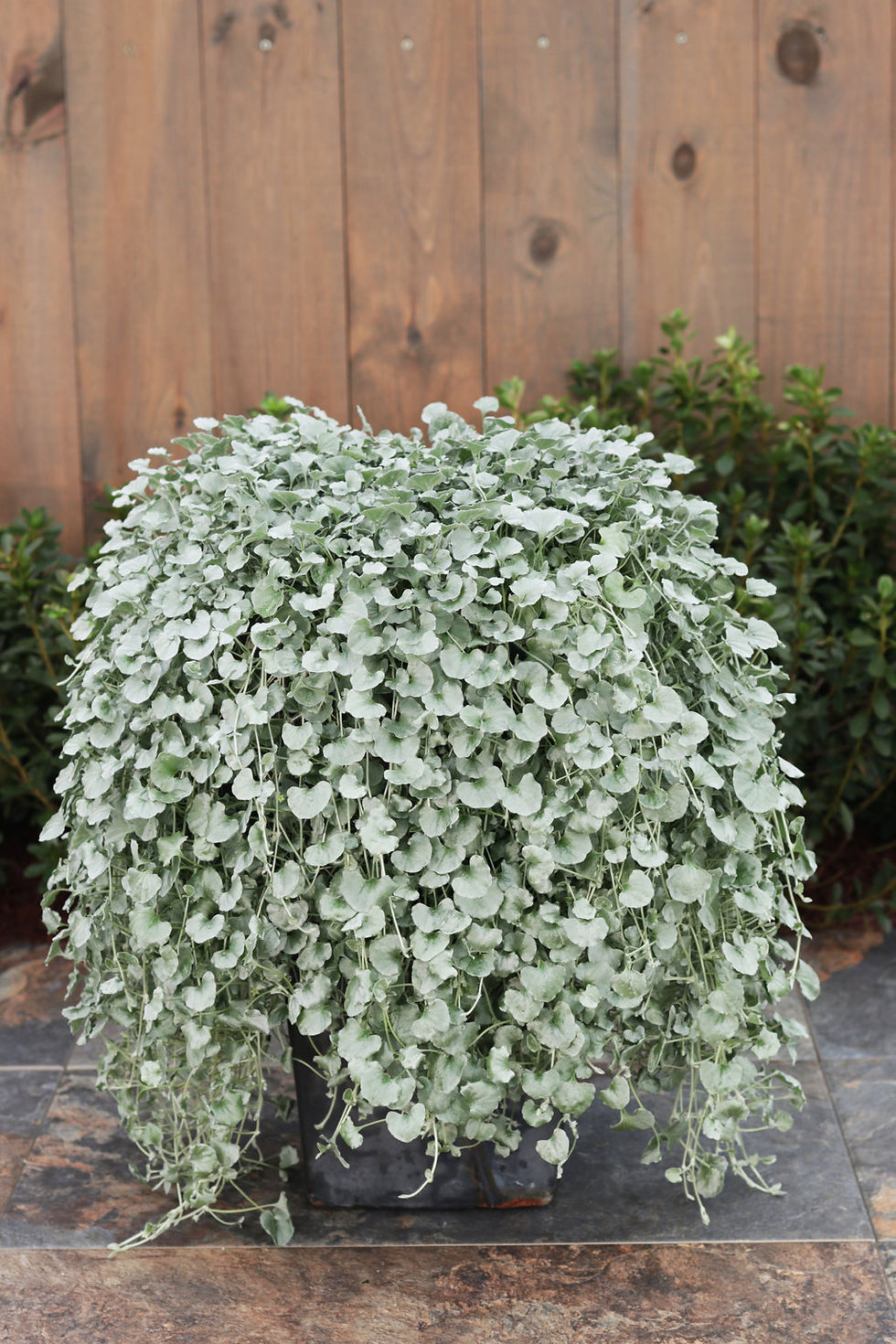 Thumbnail: Dichondra Silver Falls