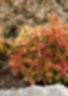 Weigela My Monet Sunset