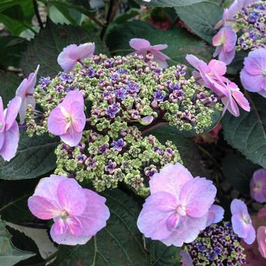 Hydrangea s. Tiny Tuff Stuff Mountain Hydrangea