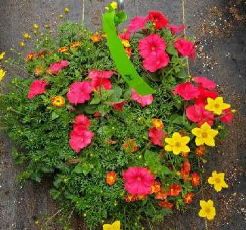 Iris Combo Hanging Basket