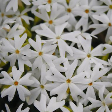 Phlox s. Snowflake