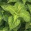 Thumbnail: Coleus Electric Lime