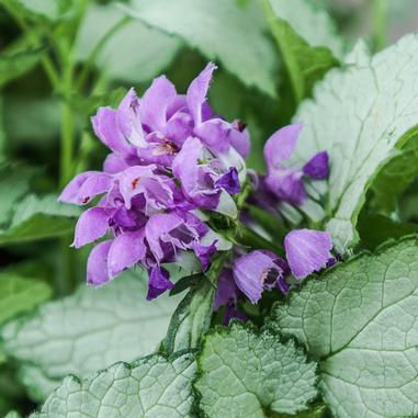 Lamium m. Ghost