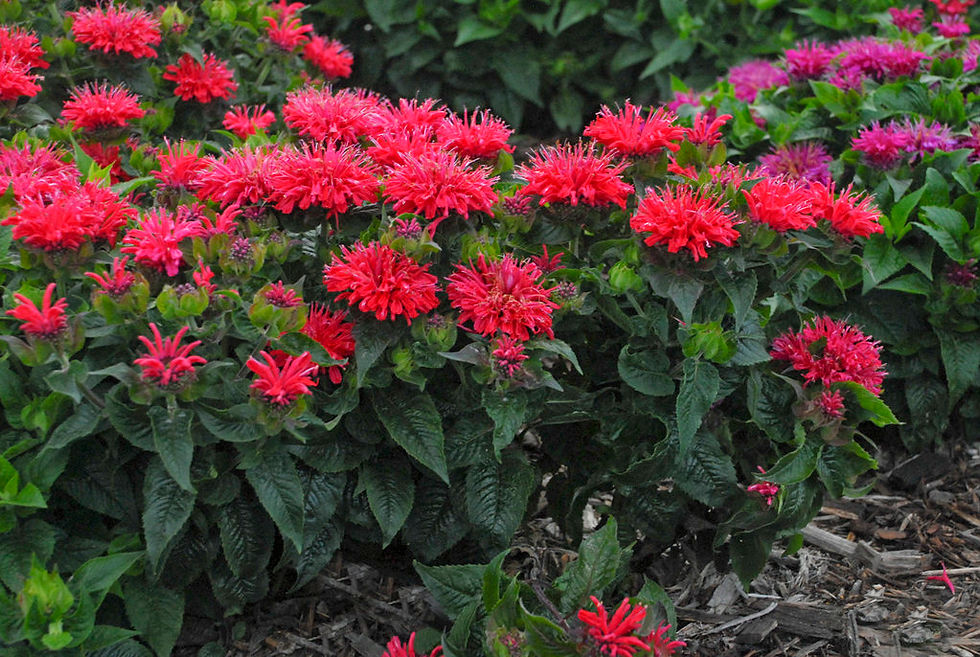 Monarda Pardon My Cerise