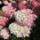 Thumbnail: Spring Sizzle® Panicle Hydrangea