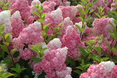 Thumbnail: Hydrangea p. Vanilla Strawberry Tree