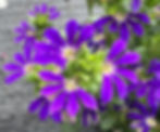 Thumbnail: Scaevola Surdiva Blue Violet