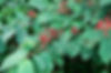 Viburnum plicatum Mariesii