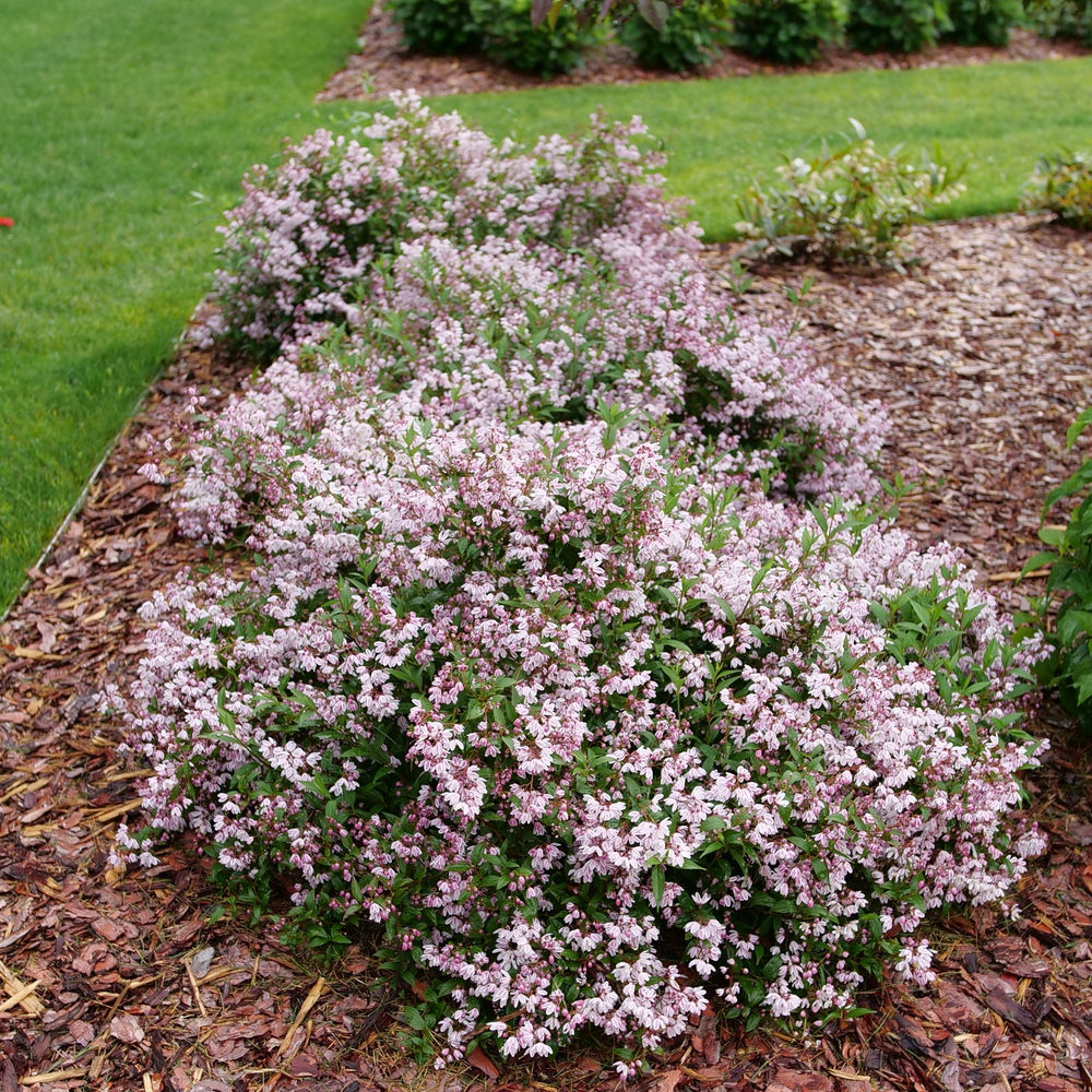 Deutzia Yuki Kabuki