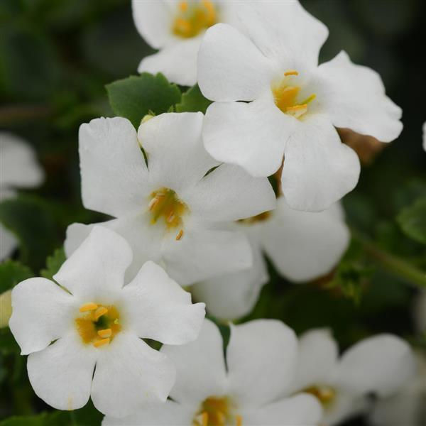 Bacopa MegaCopa White 2