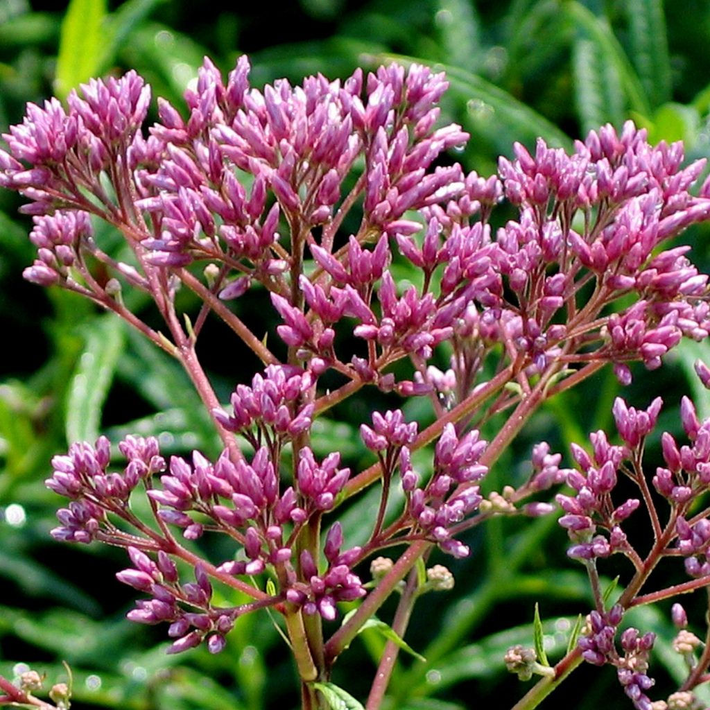 Eutrochium maculatum