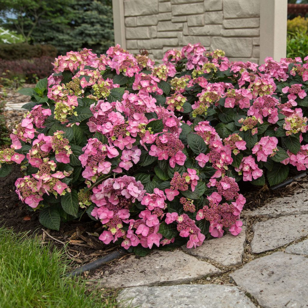 Endless Summer® Pop Star™ Hydrangea