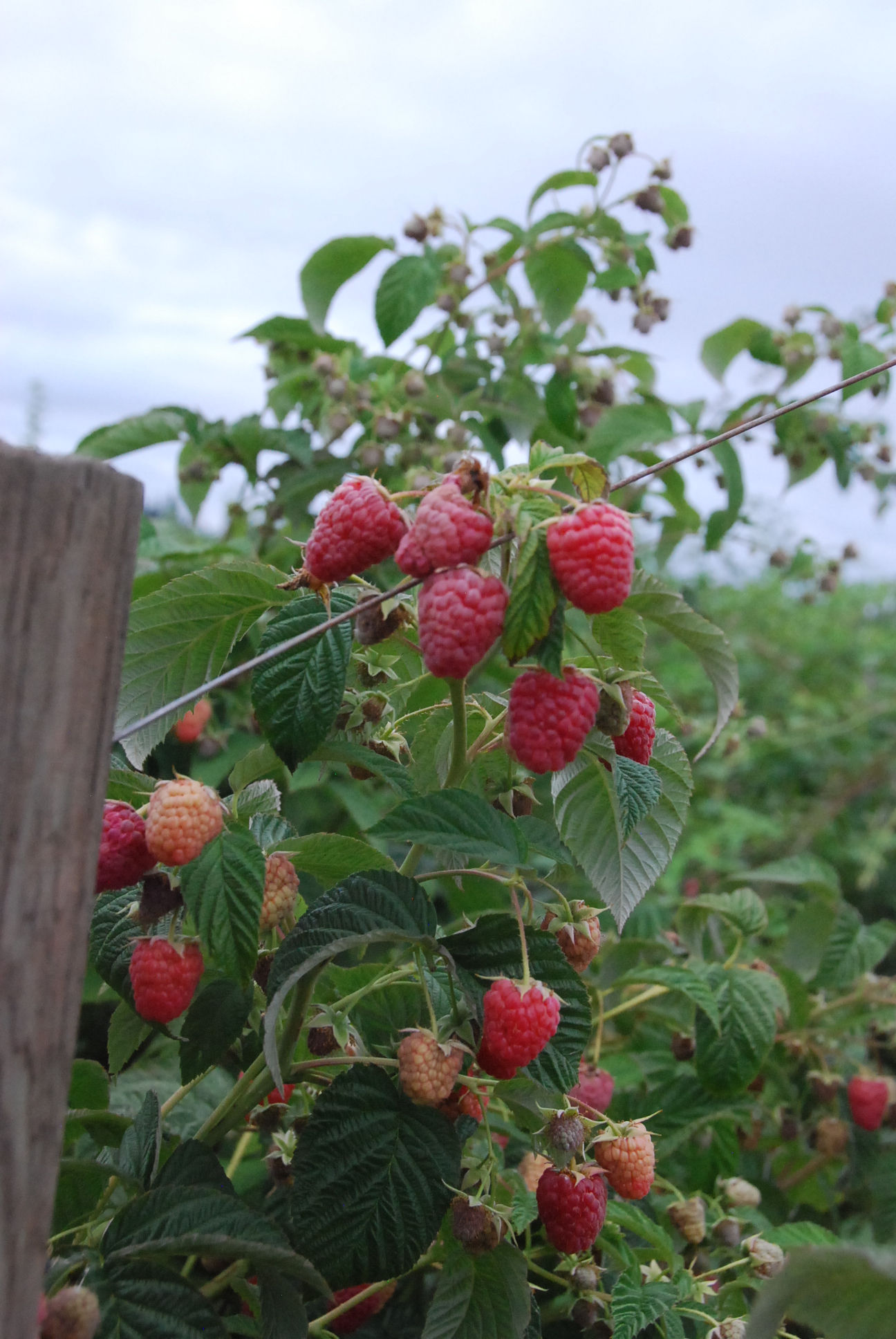 Raspberry - Encore