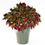 Thumbnail: Coleus Terrascape Royal Delight