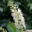Thumbnail: Clethra alnifolia Sugartina Crystalina / Summersweet