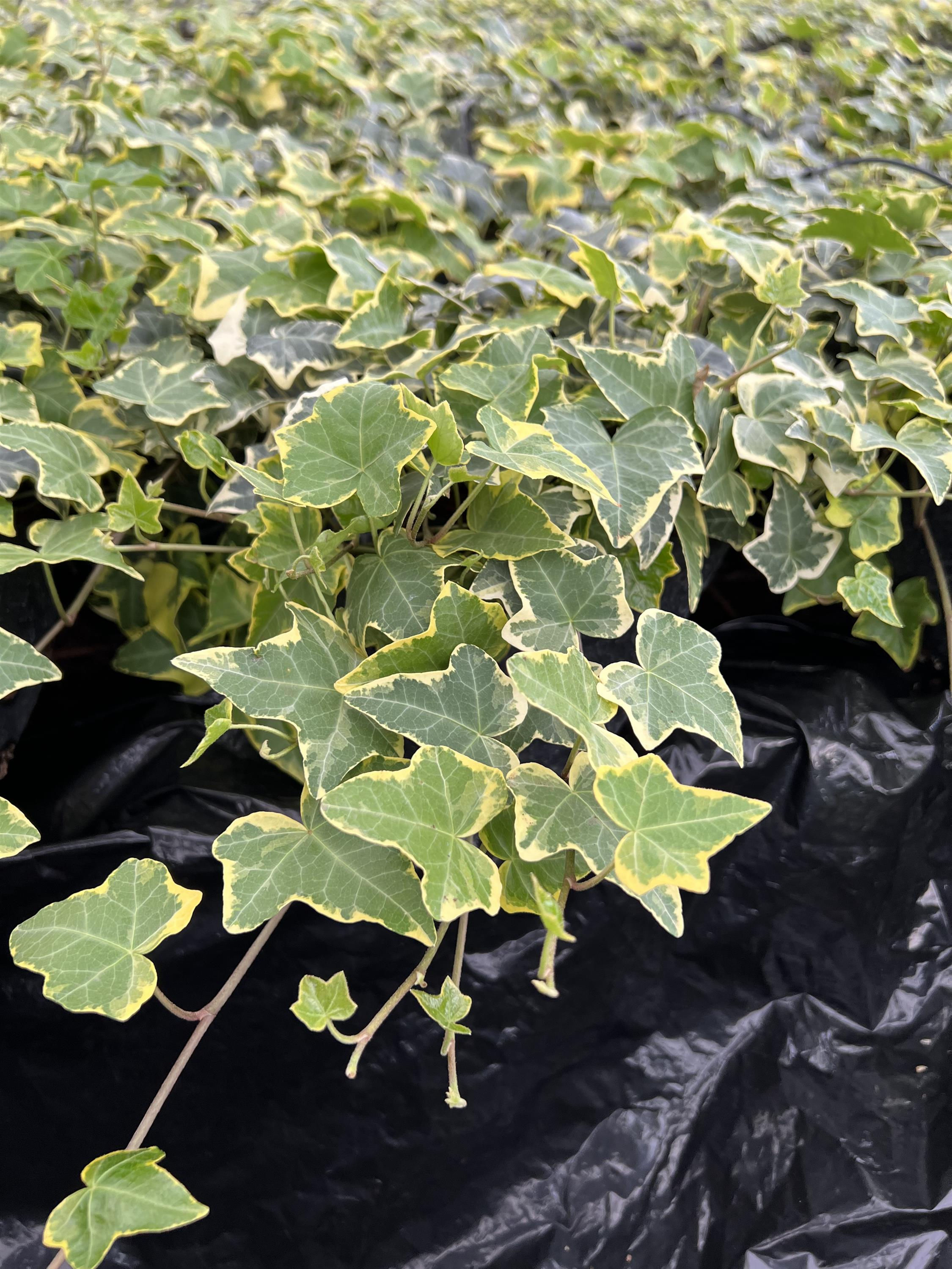 Ivy, English Goldchild