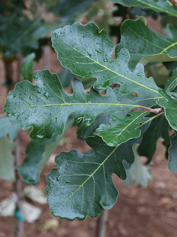 Thumbnail: Quercus macrocarpa ‘Urban Pinnacle’ / Urban Pinnacle Oak