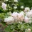 Thumbnail: David Austin ‘Desdemona’ English Shrub Rose