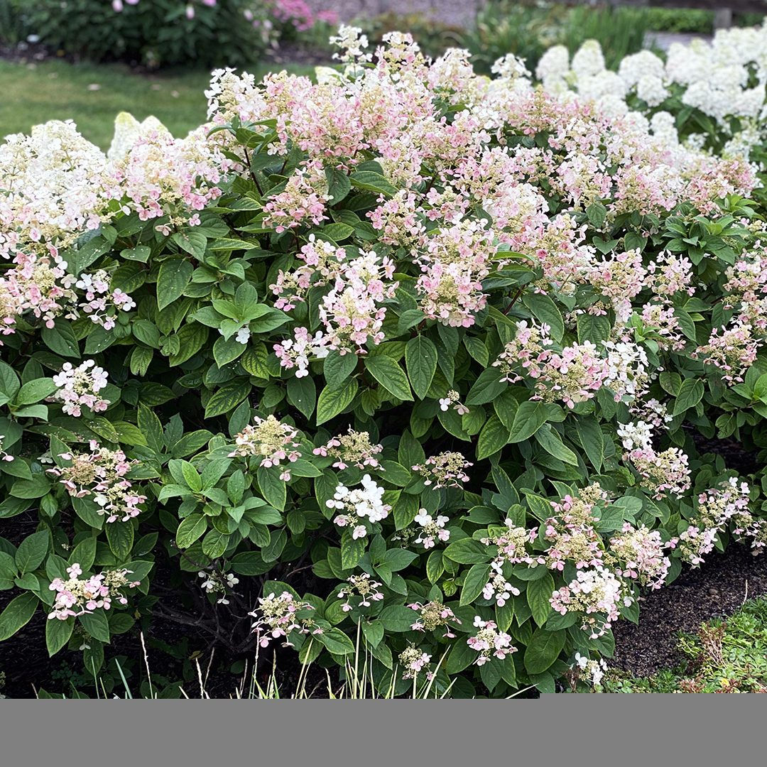 Hydrangea p. Quick Fire Tree