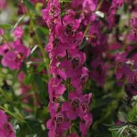 Angelonia Archangel Raspberry