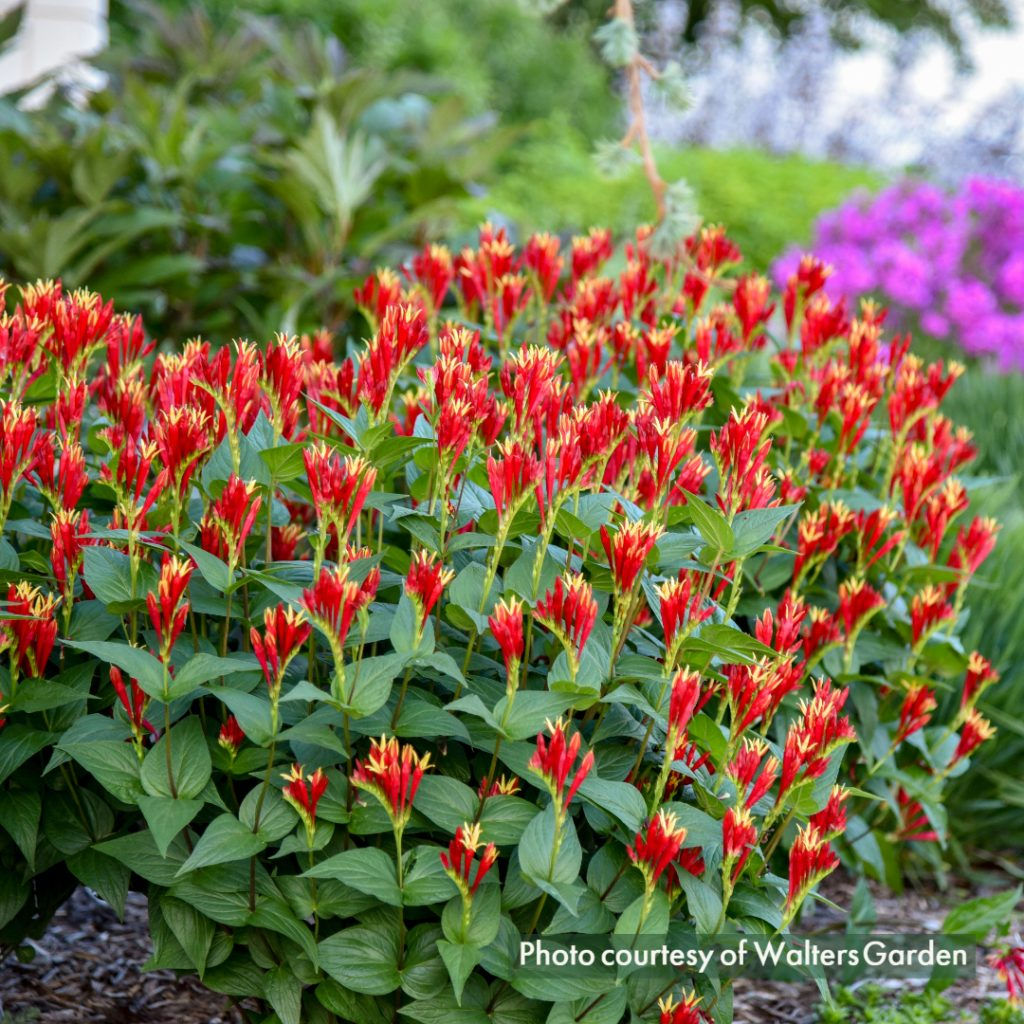 Spigelia m. Little Redhead