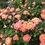 Thumbnail: Fruity Petals™ Climbing Rose
