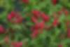 Weigela Sonic Bloom Red