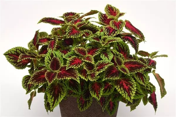 Colelus Dragon Heart