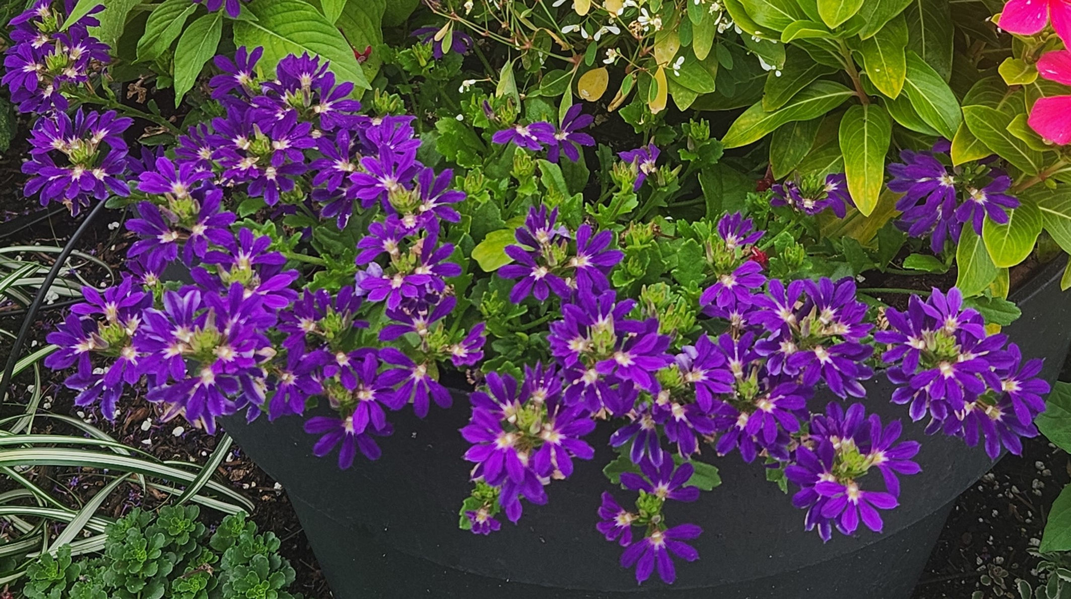 Scaevola Surdiva Blue Violet