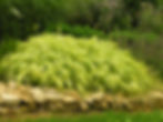 Grasses