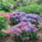 Thumbnail: Let’s Dance Loveable® Big Leaf Hydrangea