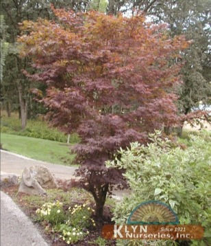 Acer p.  Bloodgood / Japanese Maple