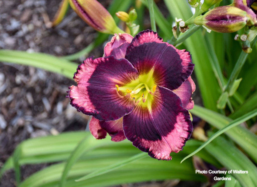 Daylily - Storm Shelter