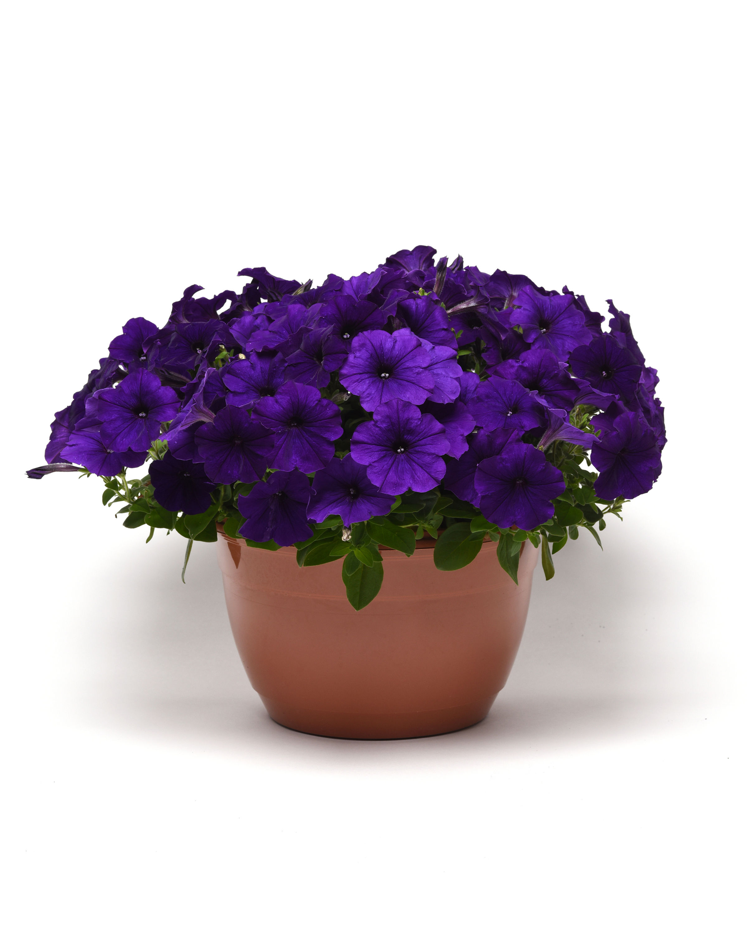 Petunia Easy Wave Series